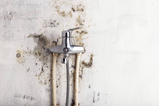 Best Certified Mold Removal  in Yorktown Heights, NY