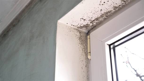 Attic Mold Removal in Yorktown Heights, NY