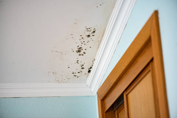 Best Local Mold Removal Service  in Yorktown Heights, NY
