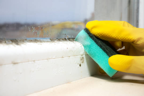 Best Mold Damage Repair  in Yorktown Heights, NY