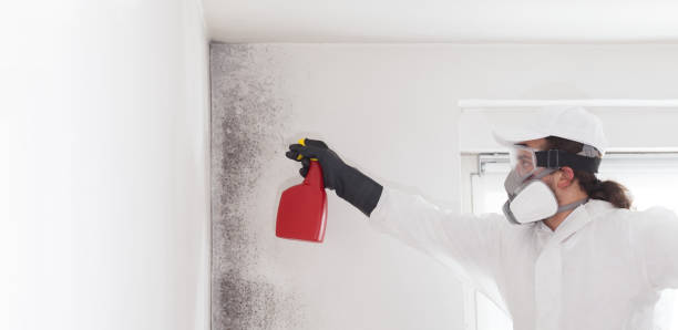 Best Mold Removal Specialists  in Yorktown Heights, NY