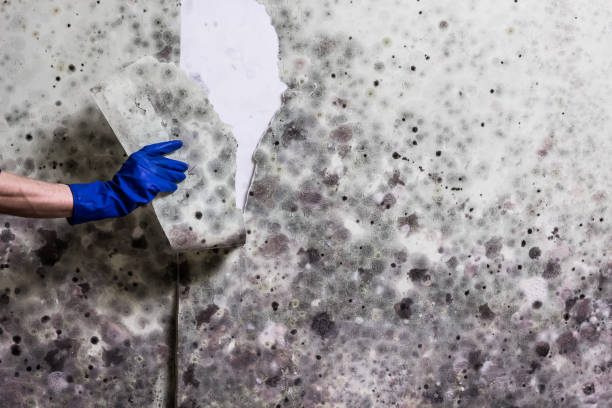 Best Black Mold Removal  in Yorktown Heights, NY
