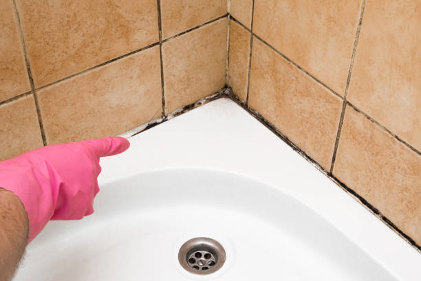 Crawl Space Mold Removal in Yorktown Heights, NY